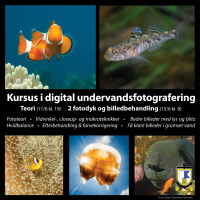 Kursus i digital undervandsfotografering